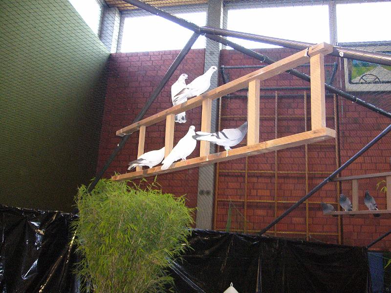 Ortsschau Langenberg 2008 156.jpg - Impressionen der Ortschau Langenberg 2008